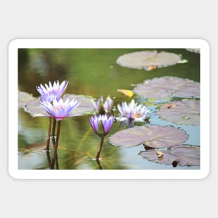 Lavendar Water Lilies Sticker